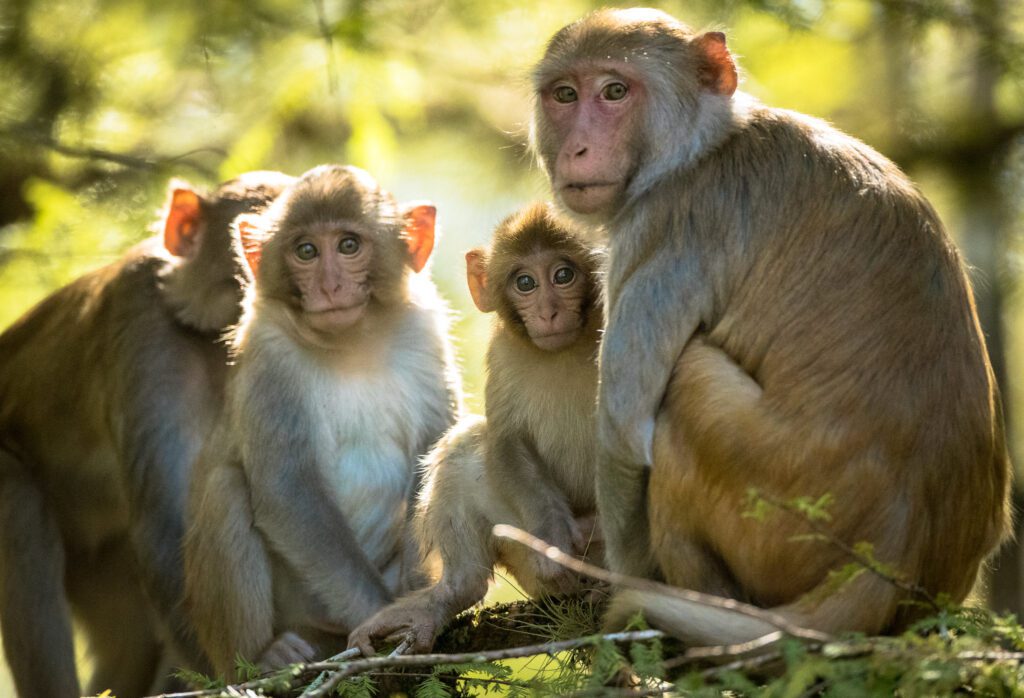 Monkey Bite: Understanding The Risks And Precautions (2023) | HealthOk