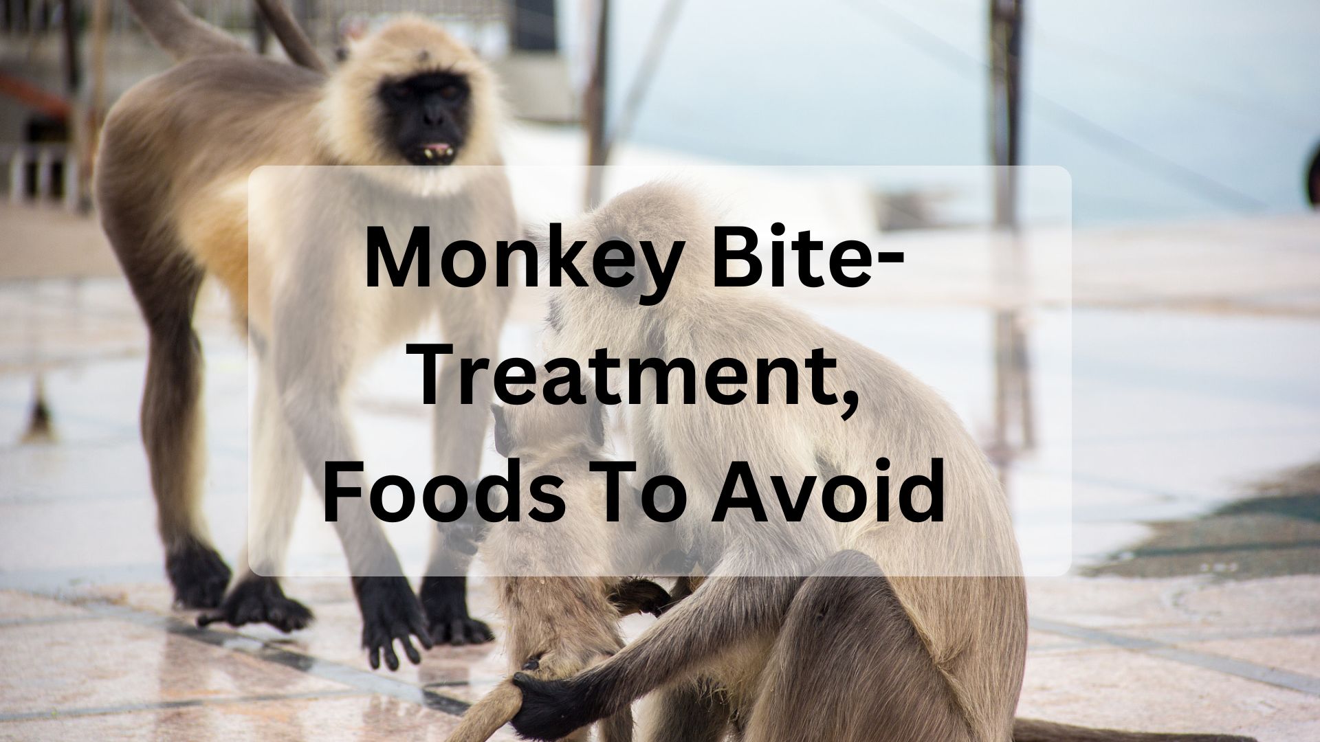 monkey-bite-understanding-the-risks-and-precautions-2023-healthok