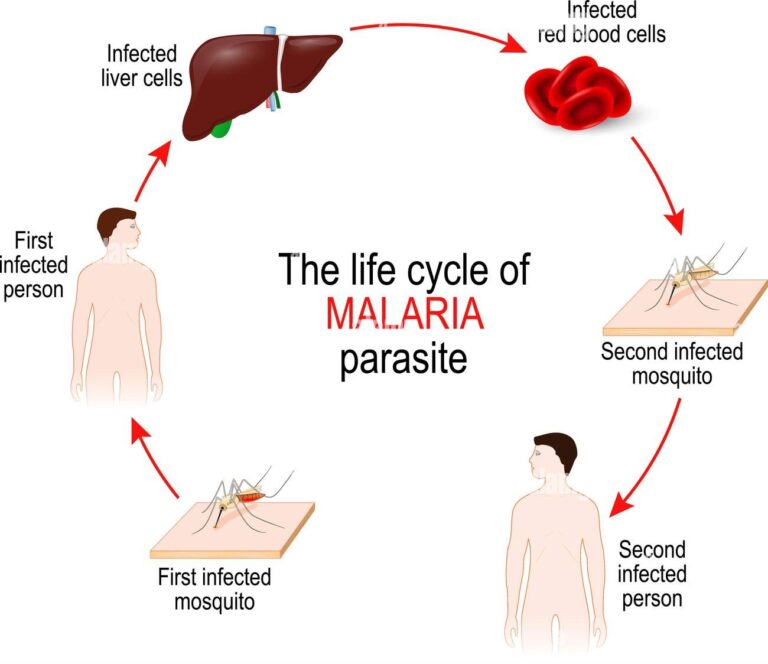 Malaria Life cycle