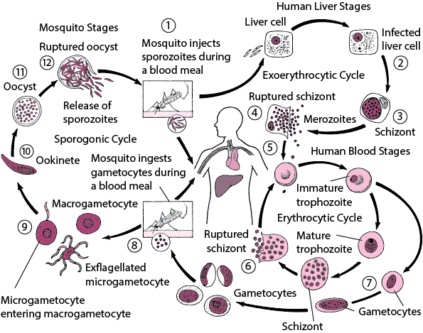 Malaria Life Cycle